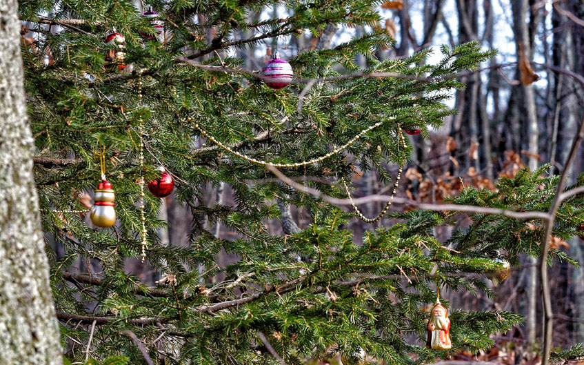 Recogemos tu árbol de Navidad