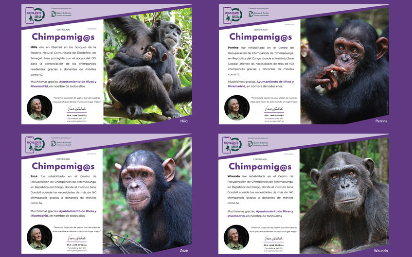 Casi 300 móviles reciclados permiten apadrinar nueve chimpancés durante un año